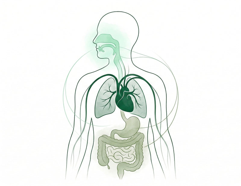 Bad Breath Doesn't Come From One Place — And Nobody Told You That