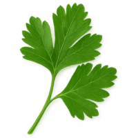Organic Parsley Leaf