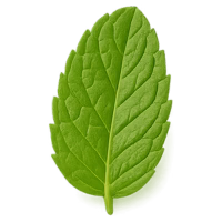 Natural Mint Extract