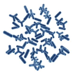 Probiotic Blend (Lactobacillus &Bifidobacterium)